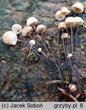 Marasmius wettsteinii (twardzioszek igłowy)