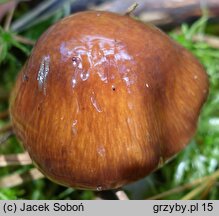 Cortinarius stillatitius (zasłonak łzawy)