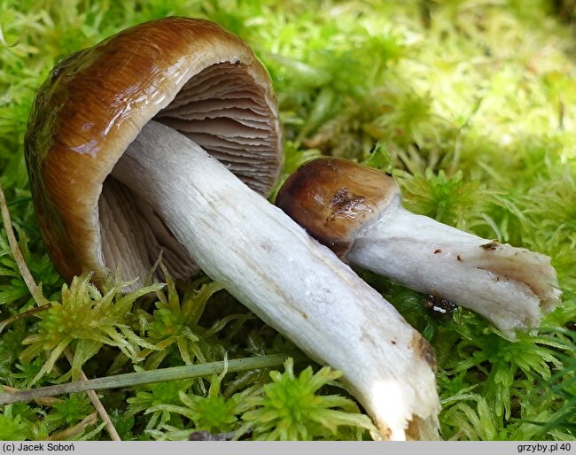 Cortinarius stillatitius (zasłonak łzawy)