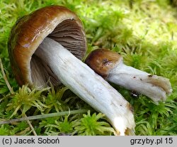 Cortinarius stillatitius (zasłonak łzawy)