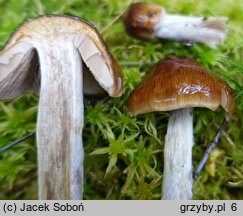 Cortinarius stillatitius (zasłonak łzawy)