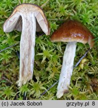 Cortinarius stillatitius (zasłonak łzawy)