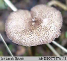 Entoloma allochroum