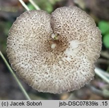 Entoloma allochroum