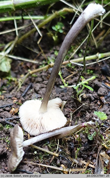 Entoloma allochroum