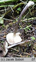 Entoloma allochroum