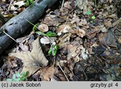 Cortinarius vernus