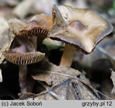 Cortinarius vernus