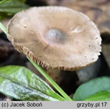 Cortinarius vernus