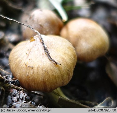 Cortinarius lacustris