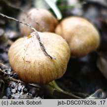 Cortinarius lacustris