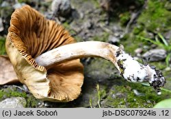 Cortinarius lacustris