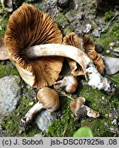 Cortinarius lacustris