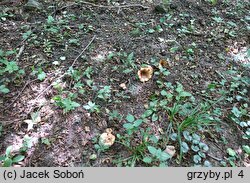 Paxillus adelphus