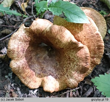 Paxillus adelphus