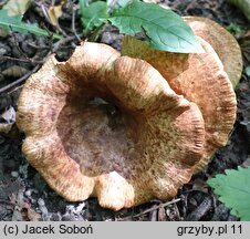 Paxillus adelphus