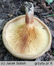 Paxillus adelphus