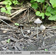 Coprinopsis subtigrinella