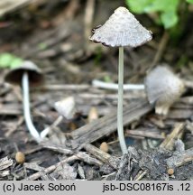 Coprinopsis subtigrinella