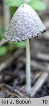 Coprinopsis subtigrinella