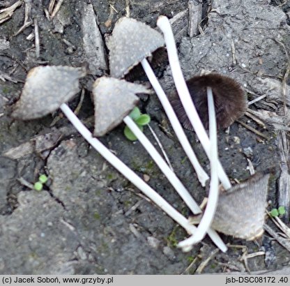 Coprinopsis subtigrinella