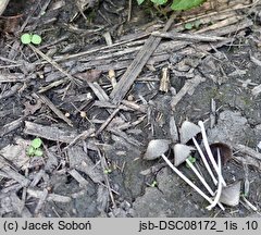 Coprinopsis subtigrinella