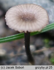 Entoloma incarnatofuscescens (dzwonkówka niebieskostopa)