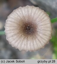 Entoloma incarnatofuscescens (dzwonkówka niebieskostopa)