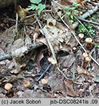 Cortinarius quercoconicus (zasłonak szyszkowaty)