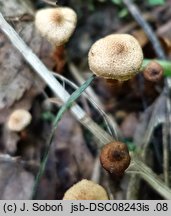 Cortinarius quercoconicus (zasłonak szyszkowaty)