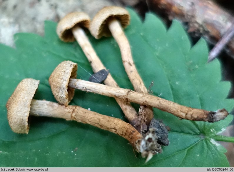 Cortinarius quercoconicus (zasłonak szyszkowaty)