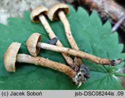 Cortinarius quercoconicus (zasłonak szyszkowaty)