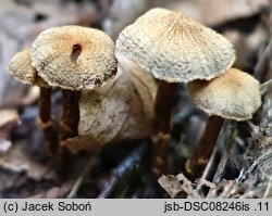 Cortinarius quercoconicus (zasłonak szyszkowaty)