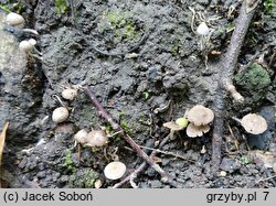 Psathyrella pygmaea (kruchaweczka najmniejsza)