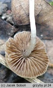 Psathyrella pygmaea (kruchaweczka najmniejsza)
