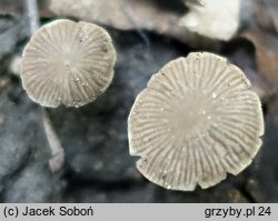 Psathyrella pygmaea (kruchaweczka najmniejsza)