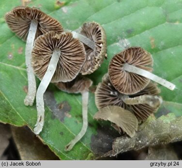 Psathyrella pygmaea (kruchaweczka najmniejsza)