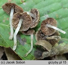 Psathyrella pygmaea (kruchaweczka najmniejsza)