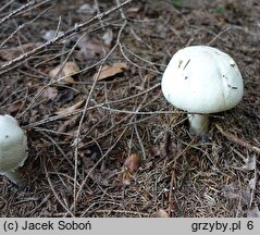 Agaricus macrocarpus (pieczarka wielkoowocnikowa)