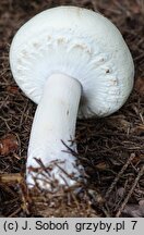 Agaricus macrocarpus (pieczarka wielkoowocnikowa)