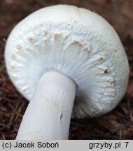 Agaricus macrocarpus (pieczarka wielkoowocnikowa)