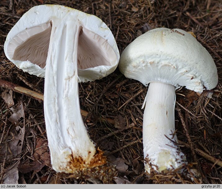 Agaricus macrocarpus (pieczarka wielkoowocnikowa)