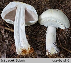 Agaricus macrocarpus (pieczarka wielkoowocnikowa)