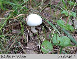 Agaricus comtulus (pieczarka malutka)