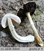 Agaricus comtulus (pieczarka malutka)