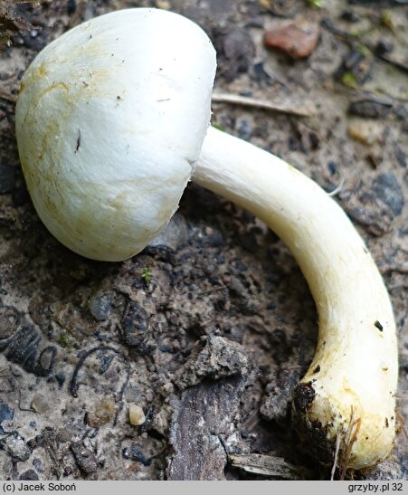 Agaricus comtulus (pieczarka malutka)