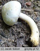 Agaricus comtulus (pieczarka malutka)