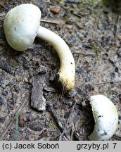 Agaricus comtulus (pieczarka malutka)