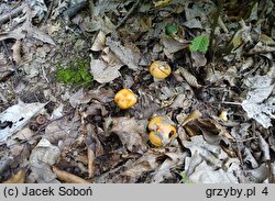 Cortinarius emollitus