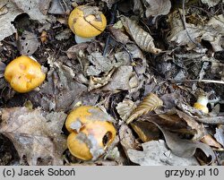 Cortinarius emollitus